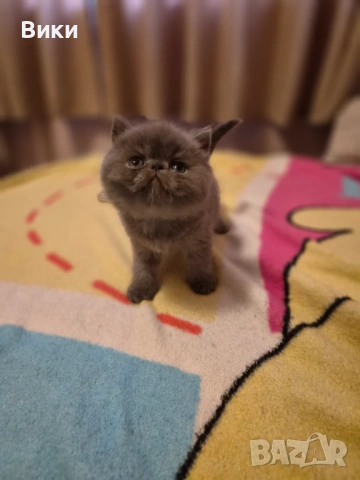 Екзотични  персийски , снимка 2 - Персийска - 54195161