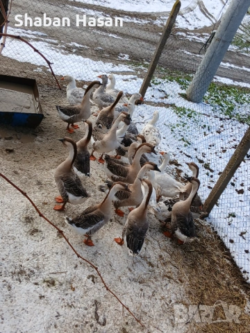 Продавам селски и лебедови гъски, снимка 3 - Патици и гъски - 53176800