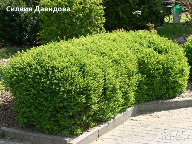 Лоницера пелиата , снимка 4 - Градински цветя и растения - 54314004