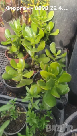 Дървото на Живота Красула, снимка 5 - Разсади - 49214492