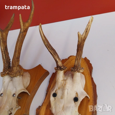 НАЙ ДОБРАТА ОФЕРТА Два броя рога от сръндак, снимка 2 - Антикварни и старинни предмети - 53181928