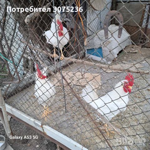 Продавам, снимка 1 - Кокошки и пуйки - 44242491