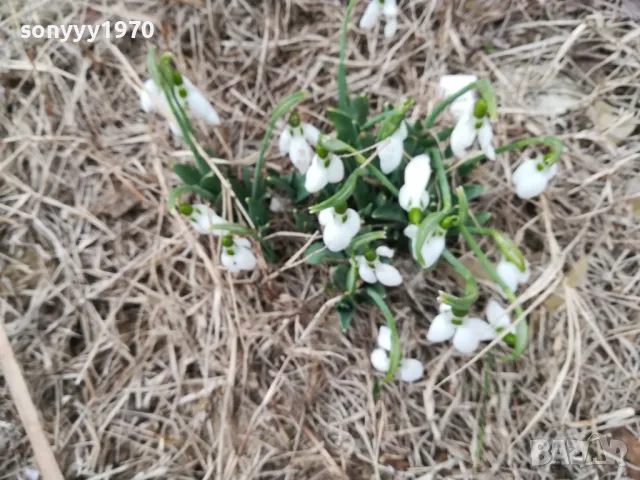 ЛОТ КОКИЧЕТА С ЛУКОВИЦИ 1102250636, снимка 6 - Градински цветя и растения - 49071215