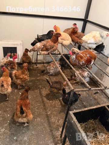 Продавам млади ярки, снимка 2 - Кокошки и пуйки - 52585213