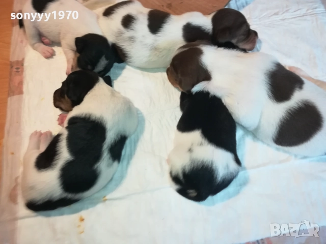 ДЖАК РЪСЕЛ БЕБЕТА-УНИКАЛНИ СЛАДУРИ 250ЛВ ЗА ЕДНО, снимка 3 - Джак ръсел териер - 51548158