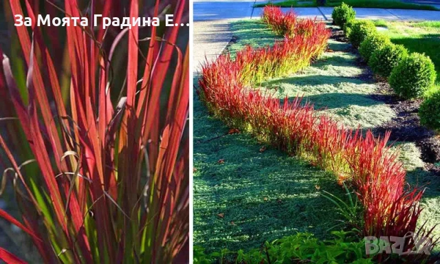 Императа , снимка 2 - Градински цветя и растения - 54020275