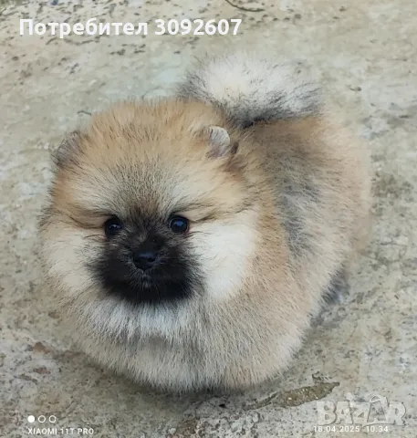 Померан момиче, снимка 3 - Померан - 49939123