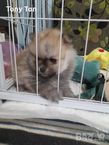 Померански шпиц , снимка 2 - Померан - 53939083