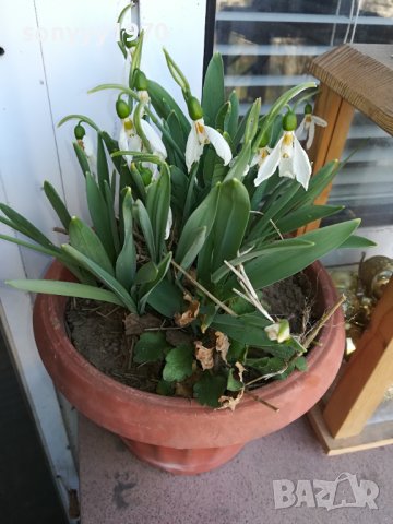 КОКИЧЕНЦА С ЛУКОВИЦА В САКСИЯ 1602240800, снимка 3 - Градински цветя и растения - 44318447