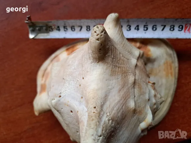 голям морски охлюв раковина, снимка 7 - Декорация за дома - 48162852