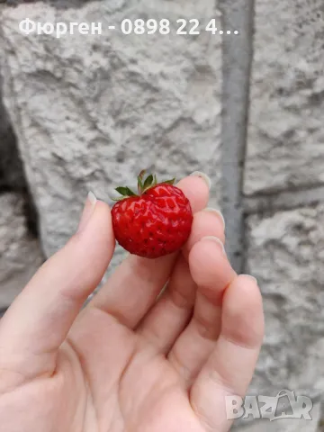 ЯГОДА МАЛИНА FRAMBERRY, снимка 2 - Разсади - 49133319