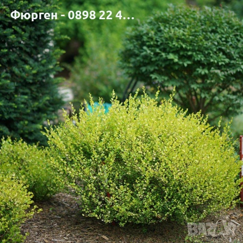Жълта бреза джудже – Betula Golden Nana, снимка 7 - Разсади - 52714432