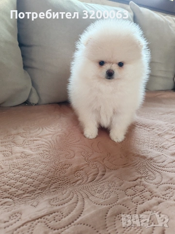 Померанче мини женско , снимка 8 - Померан - 53078151