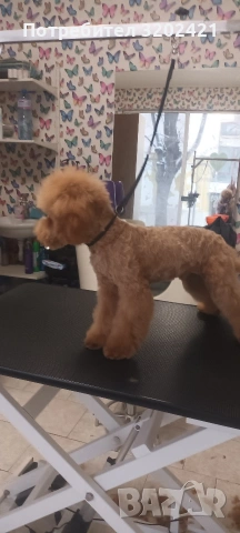 той пудел , снимка 3 - Пудели - 53188044