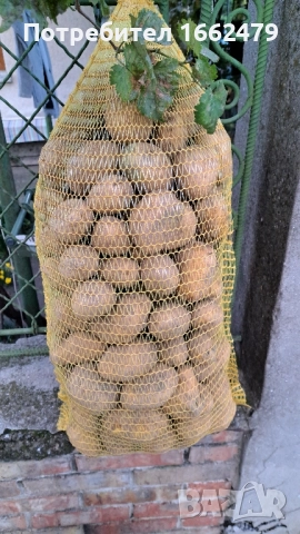 Самоковси картофи сорт Сорая