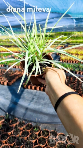 Лириопе Мускари, Liriope muscari 'Variegata', снимка 18 - Градински цветя и растения - 51899094