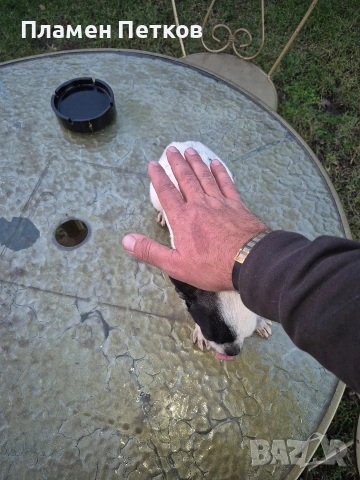 Мини Чихуахуа, снимка 3 - Чихуахуа - 53181307