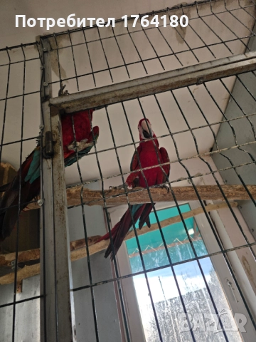 Три двойки папагали ара , снимка 15 - Папагали - 52920223