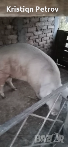 Продавам Прасе, снимка 2 - Прасета - 52469264