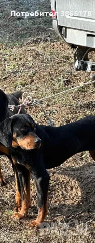 Лудогорско гонче 1 г, снимка 1