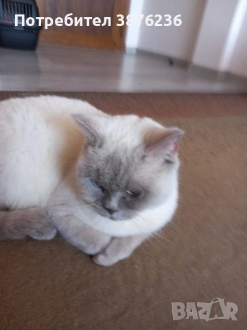 Британска късокосместа , снимка 3 - Британска късокосместа - 53313048