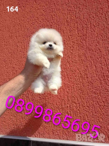 Мини Померанчета. Миниатюрни мини момчета. Реални снимки от 29.04.2026 г. 