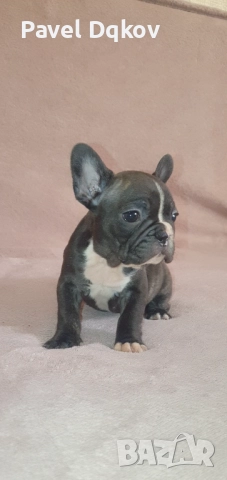 Френски булдог/Френски булдочета, снимка 3 - Френски булдог - 52546110
