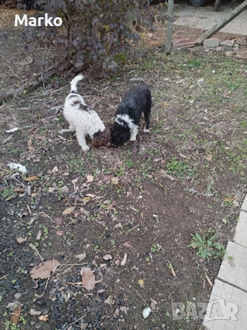 продавам Лагото обучена. , снимка 3 - Други - 52531252