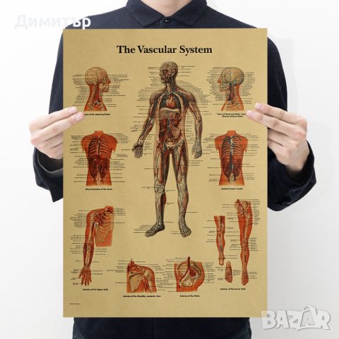 Постер постери плакат Мозък 42/29см., снимка 7 - Декорация за дома - 39939509