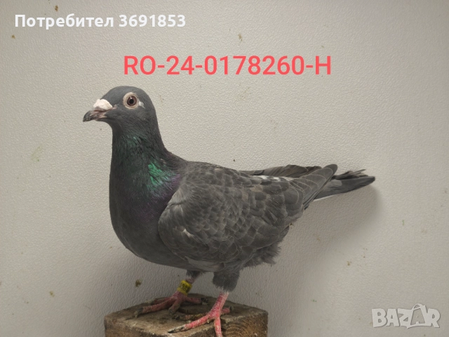 Цветни пощи, снимка 11 - Гълъби - 52336823