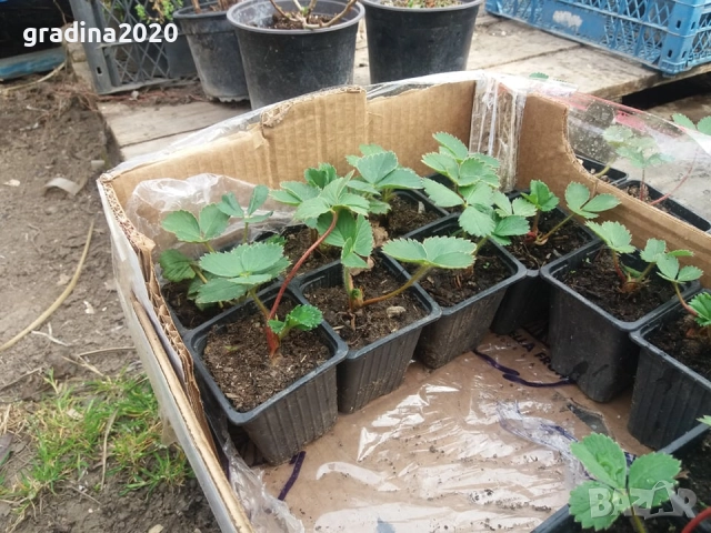 Ягода - Сорт Клери, снимка 5 - Разсади - 52241048