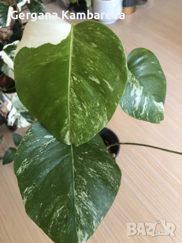 Monstera deliciosa Albo Variegata , снимка 3 - Стайни растения - 55938903