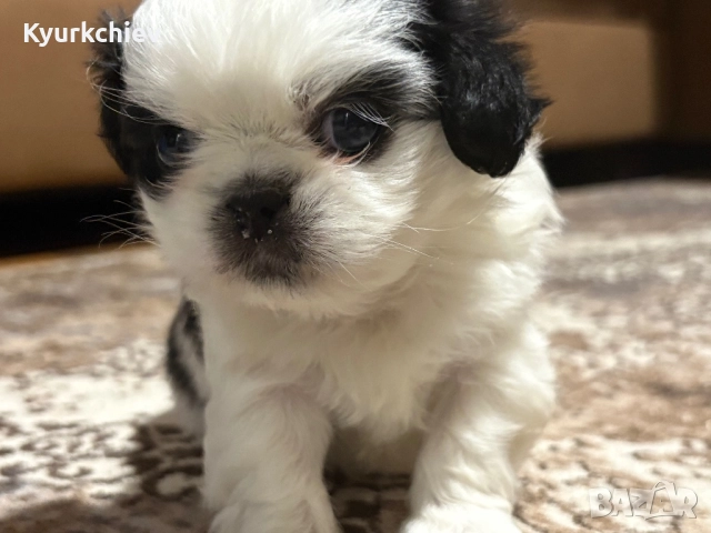 Японски хинчета, снимка 8 - Други - 52230214