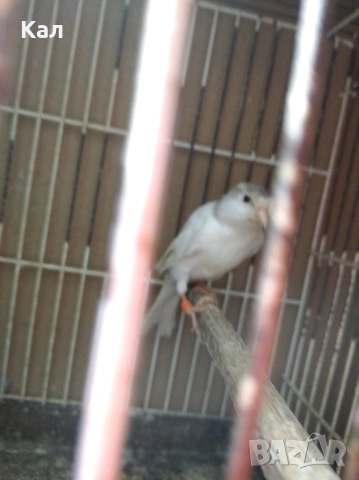 Мъжки канар, снимка 3 - Канари - 54189378