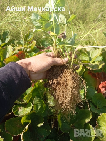 Продавам разсад ягоди сорт Алба., снимка 8 - Разсади - 51310162