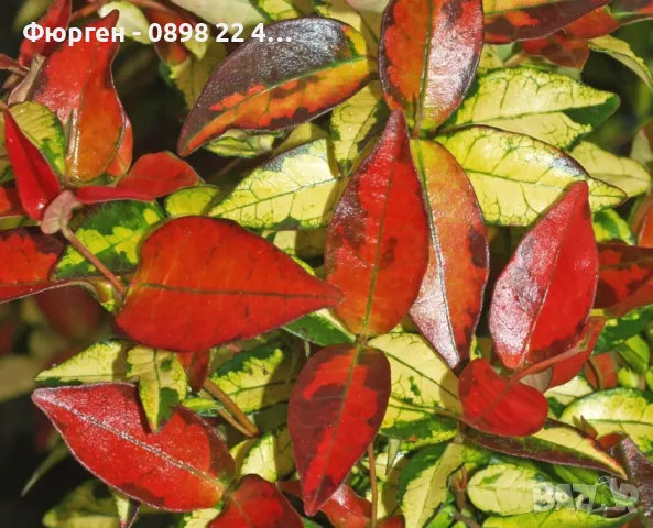 Жасмин вечно зелен Налични 4 вида, снимка 15 - Разсади - 49939528