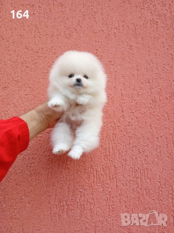 Женски бял мини Померан. Реални снимки от 09.04.26 г., снимка 2 - Померан - 54149261