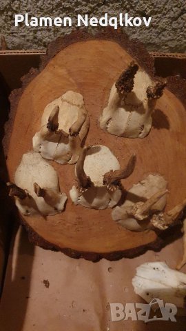 Сет рога, снимка 4 - Колекции - 39485402