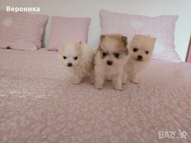 померан момче, снимка 2 - Померан - 53168356