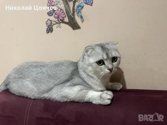 Британски котарак за разплод, снимка 3 - Търси партньор - 56014102