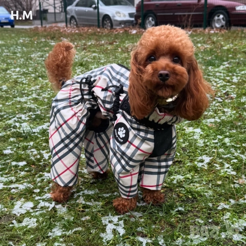 ТОЙ ПУДЕЛ РАЗПЛОД 