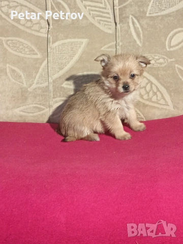 Шпиц , снимка 14 - Шпиц - 53994562