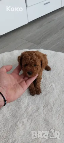 пудел/пудели , снимка 3 - Пудели - 49120043