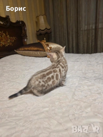 Бенгалско коте, снимка 8 - Бенгалски - 40146006