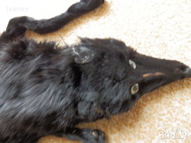 Яка черна лисица цяла, снимка 4 - Шалове - 34890179