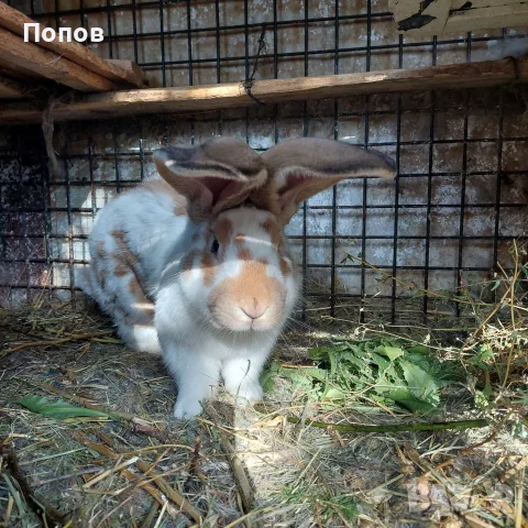Продавам  зайци, снимка 10 - За селскостопански - 55832827