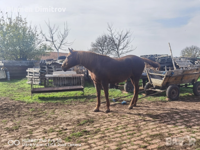 Кобила много добре гледана , снимка 5 - Други животни - 52675186