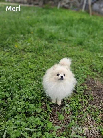 мъжки померан на 7 месеца, снимка 1