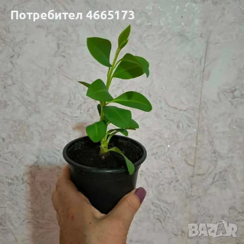 Еуфорбия/Христов венец Цвете, снимка 6 - Стайни растения - 54742956