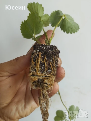 Разсад ягоди,къпини,касис., снимка 13 - Сортови семена и луковици - 27877155